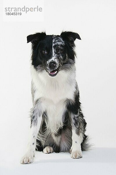 Australian Shepherd  männlich  blau-merle  erwachsen