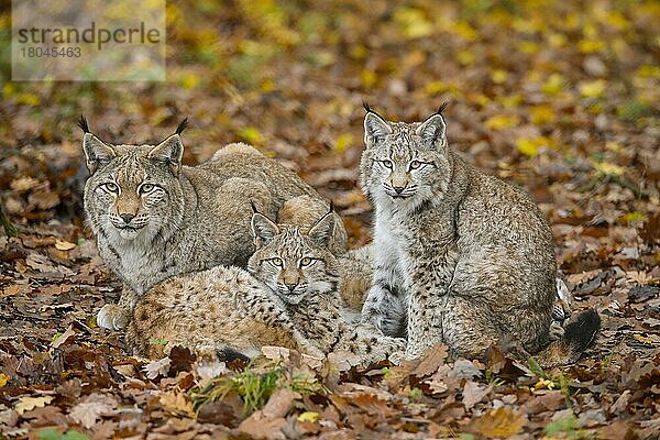 Europäischer Luchs (Lynx lynx)  Weibchen mit zwei Jungtieren  captive