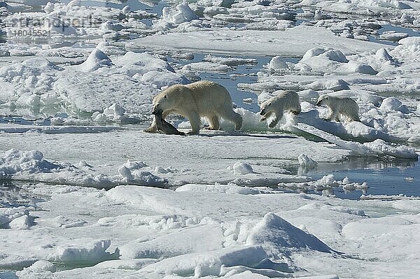 Eisbär  Weibchen und Jungtiere  mit erbeuteter Ringelrobbe (Phoca hispida)  Spitzbergen  Svalbard-Inselgruppe  Barentsee  Polarbär (Thalassarctos maritimus) Eisscholle  Norwegen  Europa