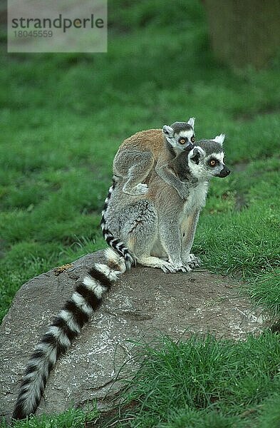 Katta (Lemur catta) mit Jungtier  Ring-tailed Lemur with young  freistellbar