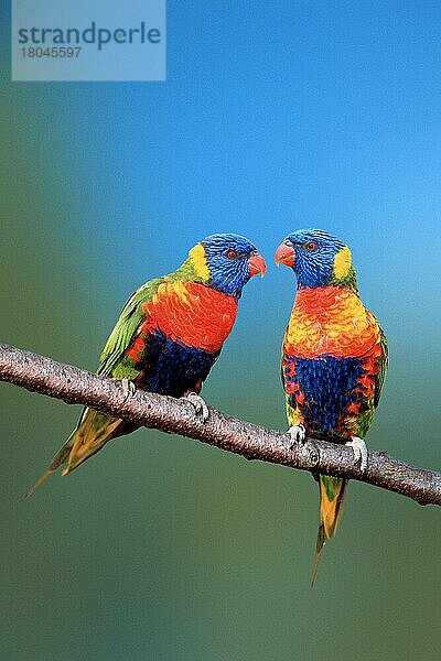 Rainbow Lories (Trichglossus haematodus haemadotus)  Gebirgsloris (Loris) (lories) (lorikeets) (Papageien) (parrots) (Vogel) (Vögel) (birds) (Südostasien) (southeast asia) (Tiere) (animals) (außen) (outdoor) (Ast) (frontal) (head-on) (von vorne) (bunt) (multicolored) (adult) (Paar) (pair) (zwei) (two) (Zuneigung) (affection)