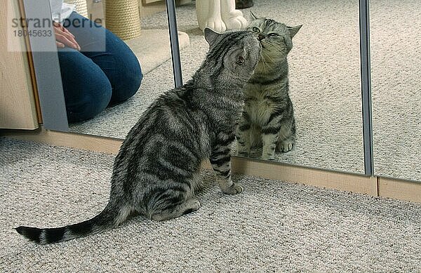 Britisch Kurzhaar Katze  Kater  schwarz-silber-klassisch  vor dem Spiegel