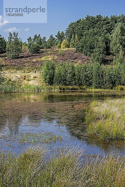 Blühender Teich und Heidekraut (Calluna vulgaris) in der Mechelse Heide  Heidegebiet im Nationalpark Hoge Kempen  Limburg  Belgien  Europa