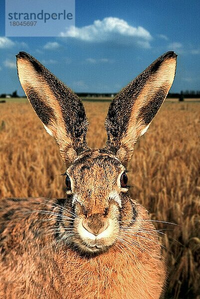 Feldhase (Lepus europaeus) (Tiere) (außen) (outdoor) (frontal) (von vorne) (Porträt) (portrait) (Europa) (adult) (Säugetiere) (mammal) (Nagetiere) (rodents) Hase  Hasen