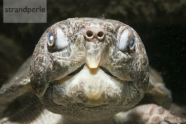 Grosskopf-Schildkröte  Großkopfschildkröte (Platysternon megacephalum)  Thailand  Asien