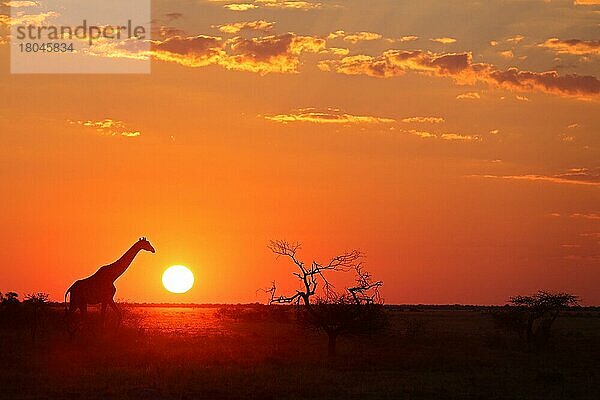 Giraffe (Giraffa camelopardalis)  Nxai pan N. P.  Botswana  Afrika