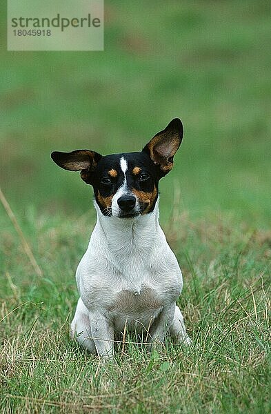 Jack-Russell-Terrier (animals) (Säugetiere) (mammals) (Haushund) (domestic dog) (Haustier) (Heimtier) (pet) (außen) (outdoor) (frontal) (head-on) (von vorne) (Wiese) (meadow) (sitzen) (sitting) (adult) (vertical)