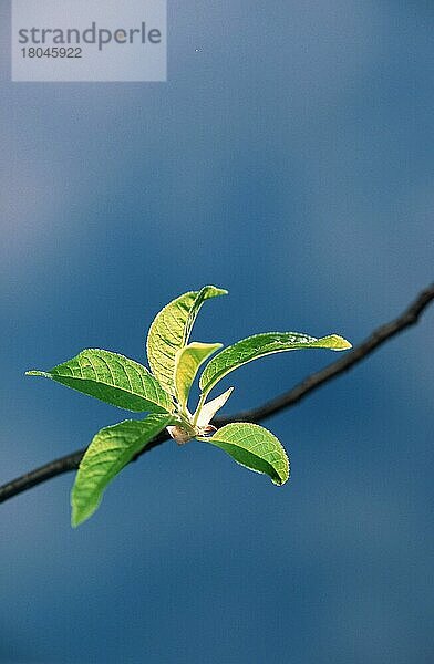 Junge Blätter im Frühling  Blattaustrieb im Frühling  Pflanzen  Ast  Zweig  Blätter  grün  grün  vertikal
