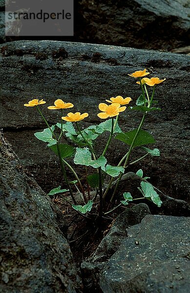 Sumpfdotterblume (Caltha palustris)  Schweden  Örebrolaen  Pflanzen  Blumen  Hahnenfußgewächse  Ranunculaceae  gelb  Europa  Frühling  Frühjahr  vertikal  blühend  blühen  Europa