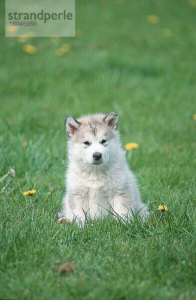 Alaskan Malamute  puppy  6 weeks old  Welpe  6 Wochen alt (Saeugetiere) (mammals) (animals) (Haushund) (domestic dog) (Haustier) (Heimtier) (pet) (außen) (outdoor) (frontal) (head-on) (von vorne) (Wiese) (meadow) (sitzen) (sitting) (Jungtier) (young) Schlittenhund  Schlittenhunde