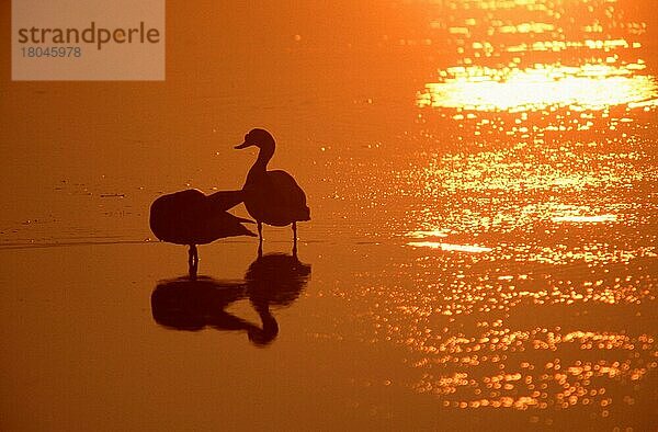 Brandgänse (Tadorna tadorna)  Paar bei Sonnenuntergang  Texel  Niederlande  Europa