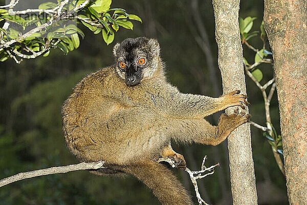 Rotstirn-Braunlemmur (Eulemur rufus)  Andasibe-Mantadia-Nationalpark  Madagaskar  Afrika