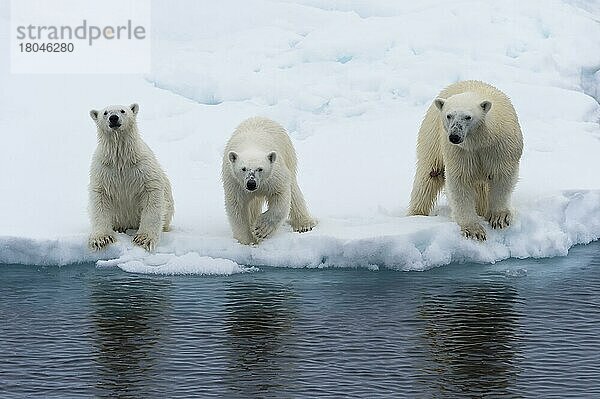 Eisbärenmutter (Ursus maritimus) mit 2 Jungtieren am Rande einer schmelzenden Eisscholle  Insel Spitzbergen  Svalbard-Archipel  Norwegen  Europa