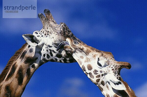 Giraffen (Giraffa camelopardalis)  Paar