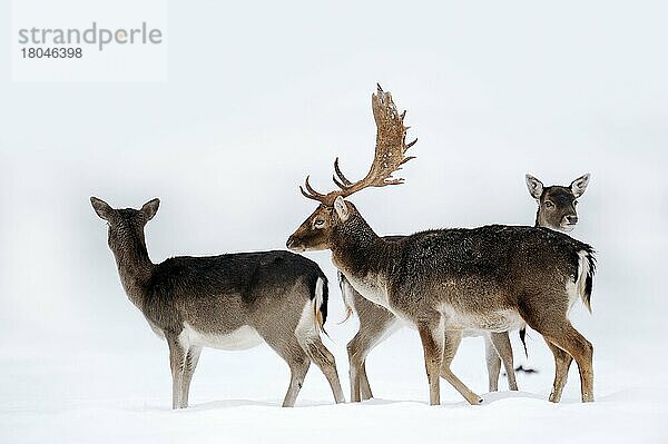 Damhirsche (Dama dama)  Männchen und Weibchen im Winter