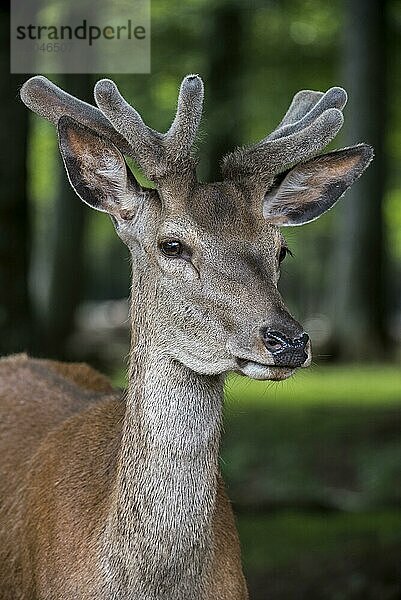 Nahaufnahme eines Rothirsches (Cervus elaphus) mit samtbedecktem Geweih im Frühjahr