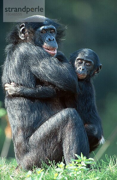 Bonobos  Weibchen mit Jungen  Zwergschimpanse (Pan paniscus)