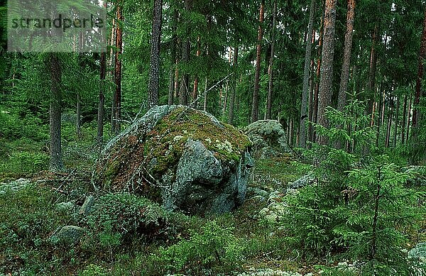 Felsblock in Nadelwald  Felsen  Örebrolaen (Europa) (Landschaften) (landscapes) (Querformat) (horizontal)  Orebrolan  Schweden  Europa