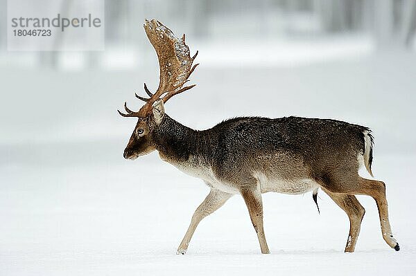 Damhirsch (Dama dama)  männlich  im Winter