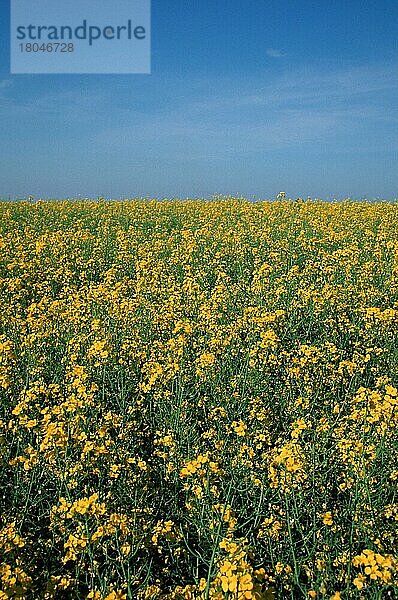 Rapsfeld (Brassica spec.) (Pflanzen) (Kreuzblütler) (Brassicaceae) (Blumen) (blühend ing) (Nutzpflanze) (Himmel) (sky) (gelb) (Frühling) (spring) (Landschaften) (landscapes) (Agrarkultur) (agriculture)  Nordrhein-Westfalen  Deutschland  Europa