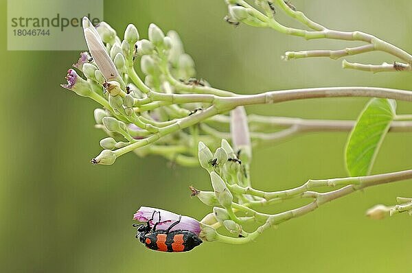Strauchige Prunkwinde und Käfer  Keolade (Ipomoea carnea) (Ipomoea fistulosa) (Mylabris pustulata)  Ghana  Indien  Asien