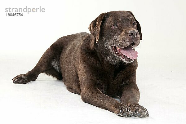 Labrador Retriever  Rüde  Schokolade  alter Hund