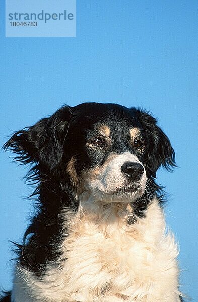 Mixed Breed Dog  Mischlingshund (animals) (Säugetiere) (mammals) (Haushund) (domestic dog) (Haustier) (Heimtier) (pet) (außen) (outdoor) (Porträt) (portrait) (adult) (sitzen) (sitting) (schwarz-weiß) (black & white)