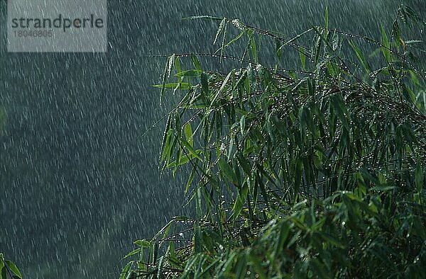 Bamboo bush in rain  Bambusstrauch im Regen  Pflanzen  grün  green  Sommer  summer  Querformat  horizontal portfolio_wasser