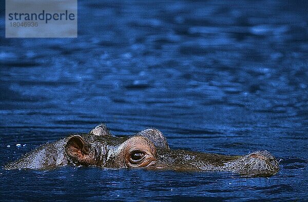 Hippopotamus  Flusspferd (Hippopotamus amphibius)  seitlich  side