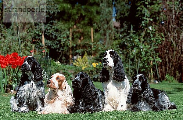 Englischer Cockerspaniel