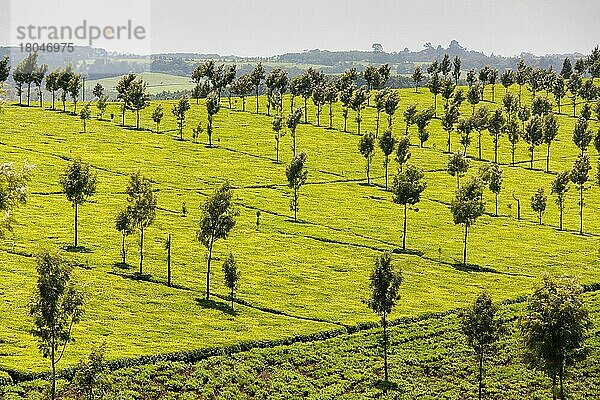 Teeplantagen  Teestrauch  Kericho (Camellia sinensis)  Kenia  Afrika
