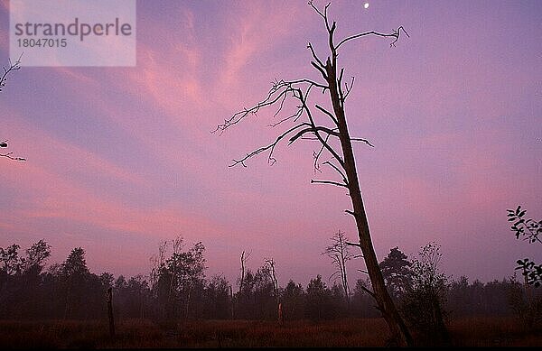 Toter Baum im Moor in der Morgendämmerung  Venner  Nordrhe-Westfalen (Silhouette) (Europa) (Landschaften) (landscapes) (Querformat) (horizontal)  Nordrhein-Westfalen  Deutschland  Europa