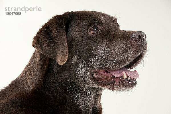Labrador Retriever  Rüde  Schokolade  alter Hund