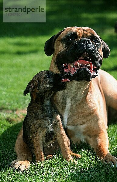 Bullmastiff and Border Terrier puppy  Bullmastiff und Border Terrier-Welpe (Saeugetiere) (mammals) (animals) (Haushund) (domestic dog) (Haustier) (Heimtier) (pet) (außen) (outdoor) (frontal) (head-on) (von vorne) (Wiese) (meadow) (Gegenlicht) (back light) (lecken) (licking) (liegen) (lying) (sitzen) (sitting) (adult) (Vertrauen) (trust) (confidence) (Zuneigung) (affection) (Humor) (humour) (Mutter & Kind) (mother & baby) (Jungtier) (young) (zwei) (two)