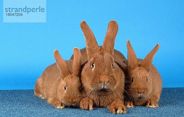 Rabbit with youngs  Rotes Neuseelaenderkaninchen mit Jungtieren  Rotes Neuseeländerkaninchen  Roter Neuseeländer  animals  Säugetiere  mammals  Nagetiere  rodents  rabbits  Haustier  Heimtier  pet  frontal  head-on  von vorne  innen  Studio  liegen  lie  lying  adult  Familie  family  Mutter & Kind  mother & baby  Gruppe  group  drei  three  Querformat  horizontal  Freisteller  Objekt) Kaninchen