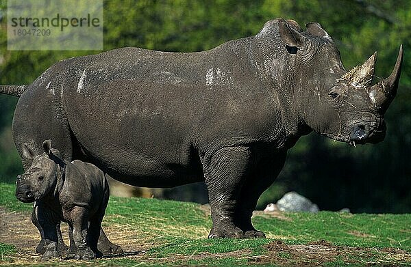 Breitmaulnashorn  Weibchen mit Jungtier  Weiße Nashörner  Breitmaulnashörner (Ceratotherium simum) (Afrika) (Säugetiere) (mamals) (Huftiere) (hoofed animals) (Unpaarhufer) (außen) (outdoor) (frontal) (von vorne) (seitlich) (side) (stehen) (standing) (adult) (Mutter & Kind) (mother & baby) (zwei) (two) (Querformat) (horizontal) (weiblich) (Kalb) (calf)