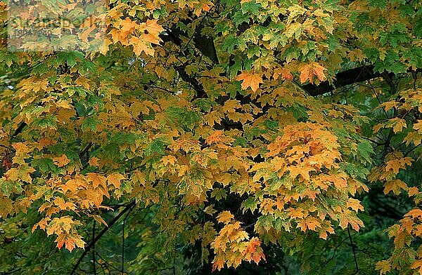 Spitzahorn (Acer platanoides) im Herbst  Pflanzen  Ahorngewächse  Aceraceae  Europa  Ausschnitt  Detail  Herbst  Querformat  horizontal
