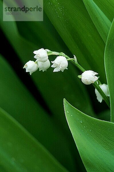 Maiglöckchen (Convallaria majalis)  Örebrolaen (Pflanzen) (Pflanzen) (Blumen) (Liliengewächse) (Liliaceae) (Giftpflanzen) (giftig) (Heilkräuter) (Blüten) (blühen) (frisch) (neu) (saftig) (grün) (weiß) (Europa) (Frühling) (Frühjahr) (vertikal)  Schweden  Europa