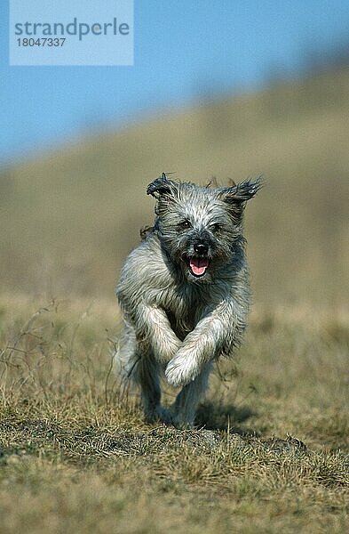 Pyrenäenschäferhund  laufend  Berger des Pyrenees  Pyrenean Shepherd  running (Pyrenäenschäferhund) (animals) (Säugetiere) (mammals) (Haushund) (domestic dog) (Haustier) (Heimtier) (pet) (außen) (outdoor) (frontal) (head-on) (von vorne) (Wiese) (meadow) (langhaarig) (long-haired) (adult) (Bewegung) (motion) (rennen) (vertical) Pyrenäen-Schäferhund  Pyrenäen-Schäferhund