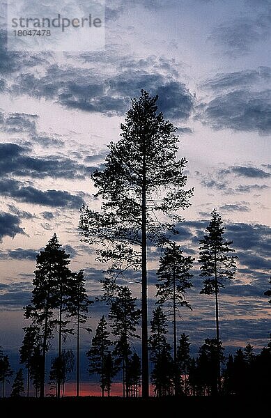 Nadelbäume in der Abenddämmerung  Örebrolaen (Dämmerung) (Himmel) (sky) (Silhouette) (herausragend) (Europa) (Landschaften) (landscapes)  Orebrolan  Schweden  Europa