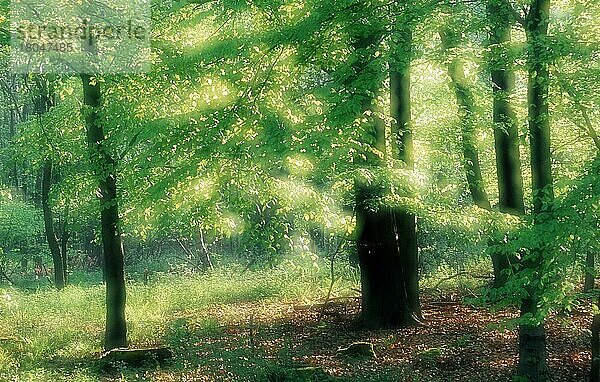 Laubwald im Frühling  Nordrhein-Westfalen  Deutschland  Europa  Gegenlicht  grün  abstrakt  weich  Doppelbelichtung  Landschaften  Querformat  horizontal  Europa