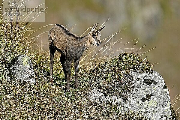 Gemse (Rupicapra rupicapra)  Jungtier  wildlife  Vogesen  Frankreich  Europa