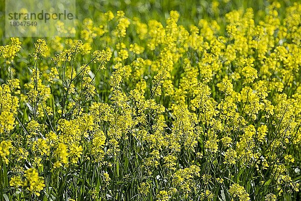 Feld  Raps  Rapsfeld  Landwirtschaft  Schaan  Rheintal  Liechtenstein  Europa