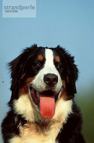 Berner Sennenhund  Bernese Mountain Dog (animals) (außen) (outdoor) (frontal) (head-on) (von vorne) (Porträt) (portrait) (Kopf) (head) (freundlich) (friendly) (hecheln) (panting) (lächeln) (smiling) (sitzen) (sitting) (adult) (Säugetiere) (mammals) (Haustier) (Heimtier) (pet) (Haushund) (domestic dog) (Zunge) (tongue)