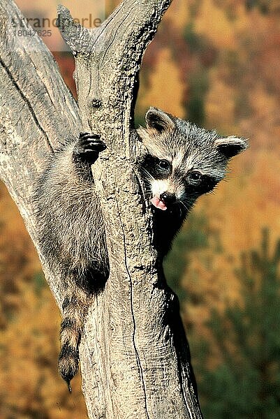 Young Raccoon  Junger Waschbär (Procyon lotor)  Waschbär