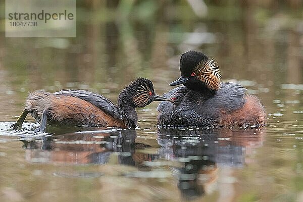 Schwarzhalstaucher (Podiceps nigricollis)  Mittelschweden