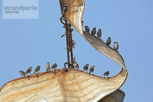 Schwarm von Lago-Sperlingen  Cabo  Westafrika  Kapverden-Sperling  Rotrückensperling (Passer iagoensis) rastend an Bord eines Segelschiffes bei Kap Verde