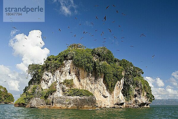 Vogelinsel La Cacata  Nationalpark Los Haitises  Dominikanische Republik  Mittelamerika