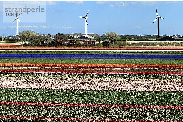 Blühendes Tulpenfeld bei Alkmaar  Holland  Nordholland  Niederlande  Europa