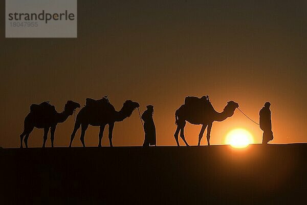 Marokko  Wüste Erg Chebbi  Dünen  Sonnenuntergang  Kameltreiber  Afrika